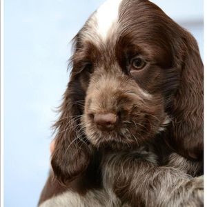 Meet your Posher, Daniela